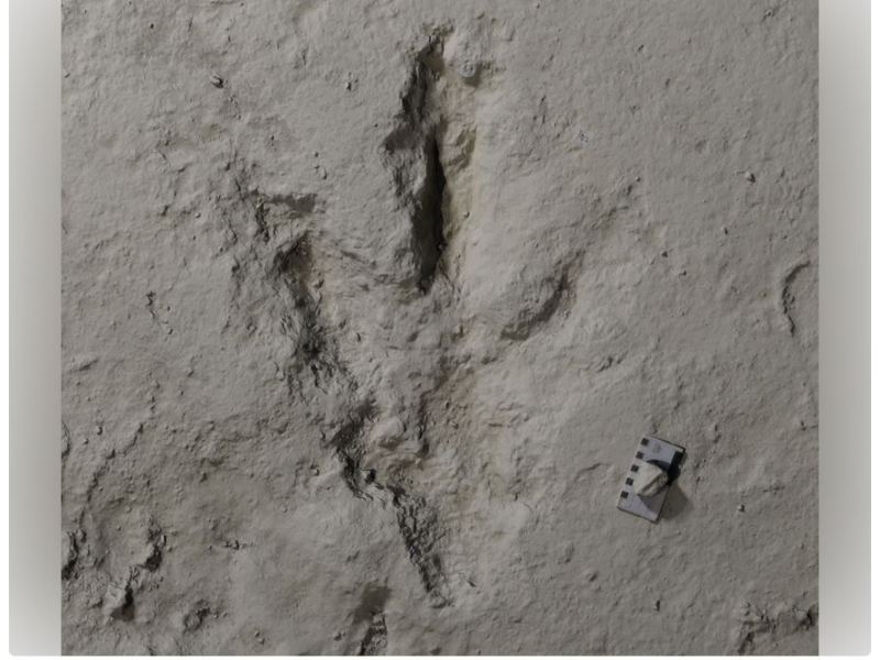 History Lesson Tuesdays: A Quarry Worker Felt Strange Bumps While Digging. They Turned Out to Be the Largest Dinosaur Trackway in the&nbsp;U.K.